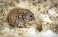 Brown and Gray Rodent on Brown Sand
