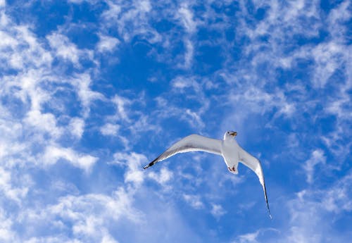 Бесплатное стоковое фото с животное, летающий, птица