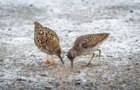 A Close-Up Shot of Ruff Birds