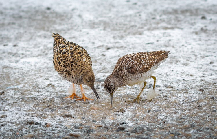 A Close-Up Shot Of Ruff Birds