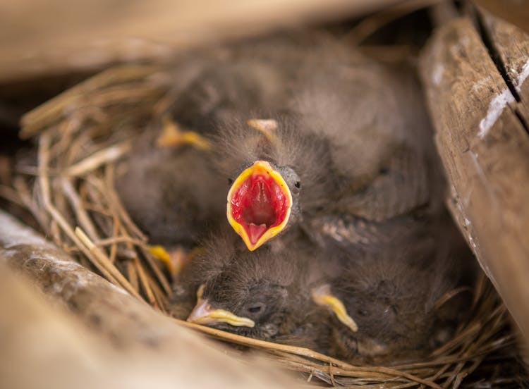 Gray Brood On Brown Nest