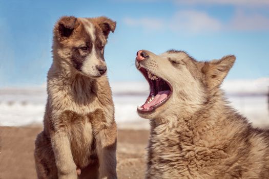 Dog sledding (winter) — Greenland