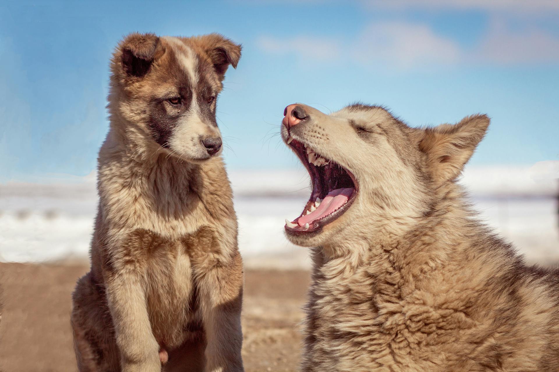 Une photo de chiens prise de près