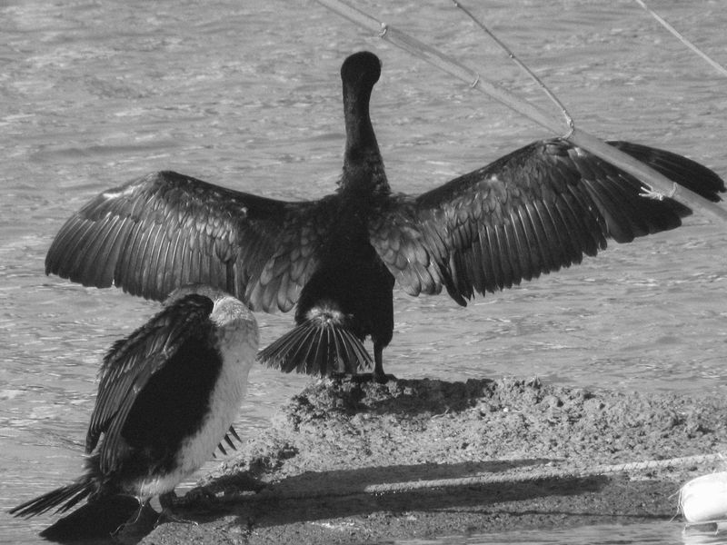Duotone Photo Effect: Content Marketing and SEO Performance 