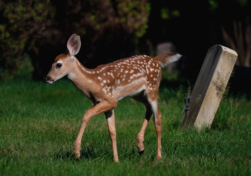 A Deer Walking on a Grassy Field