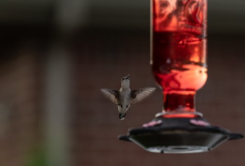 Základová fotografie zdarma na téma divočina, fotografování zvířat, kolibřík