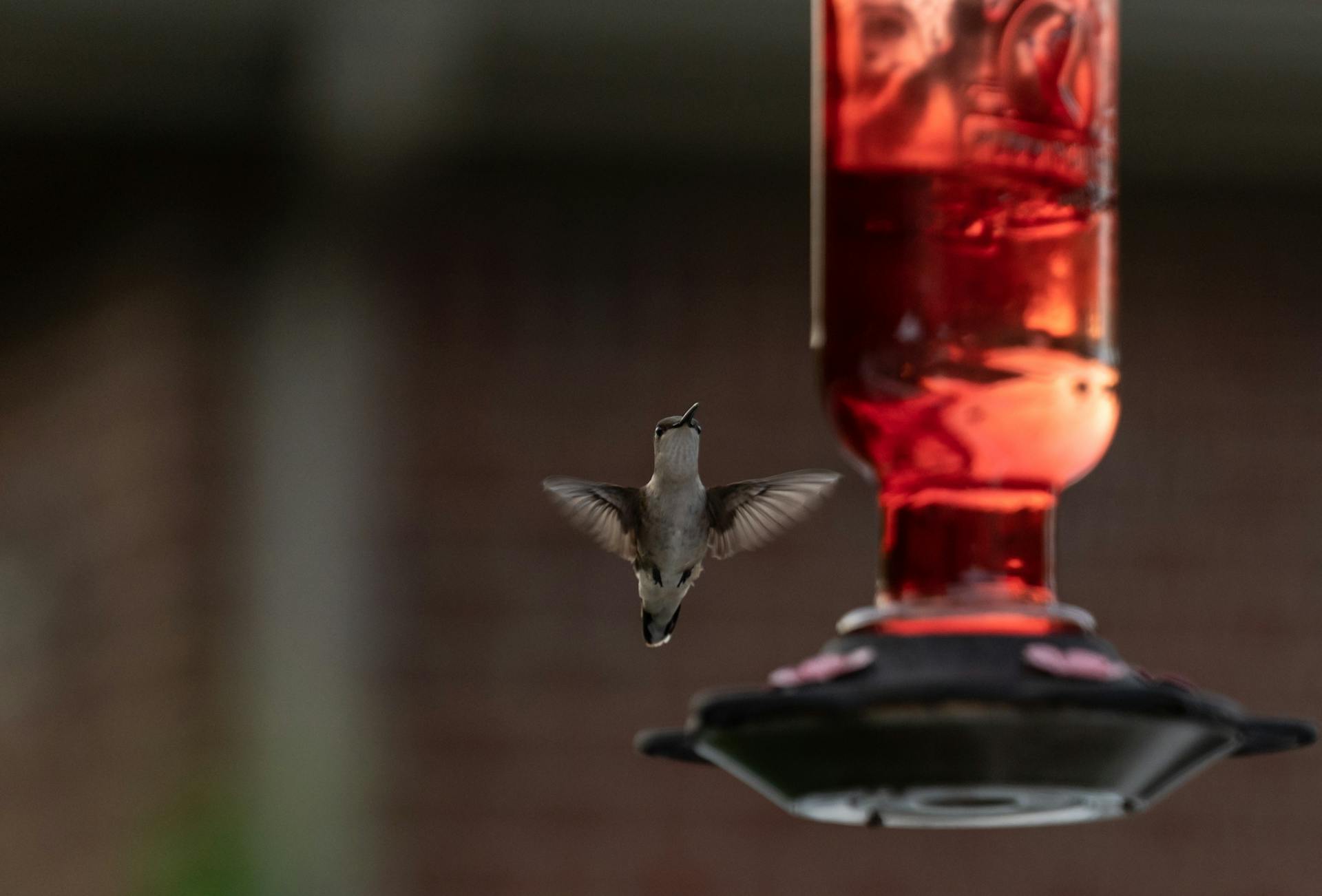 A hummingbird captured mid-flight near a vibrant red bird feeder, showcasing its agility and grace.