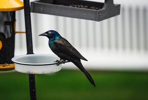 Kostnadsfri bild av fågel, fågelfotografering, närbild