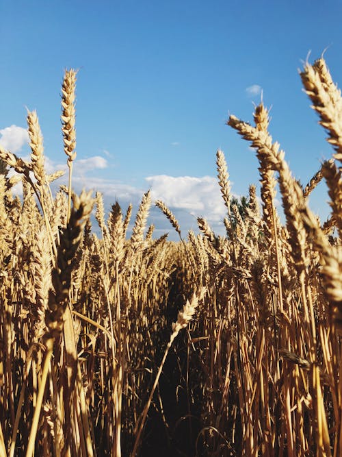 Brown Wheat Field Under Blue Sky