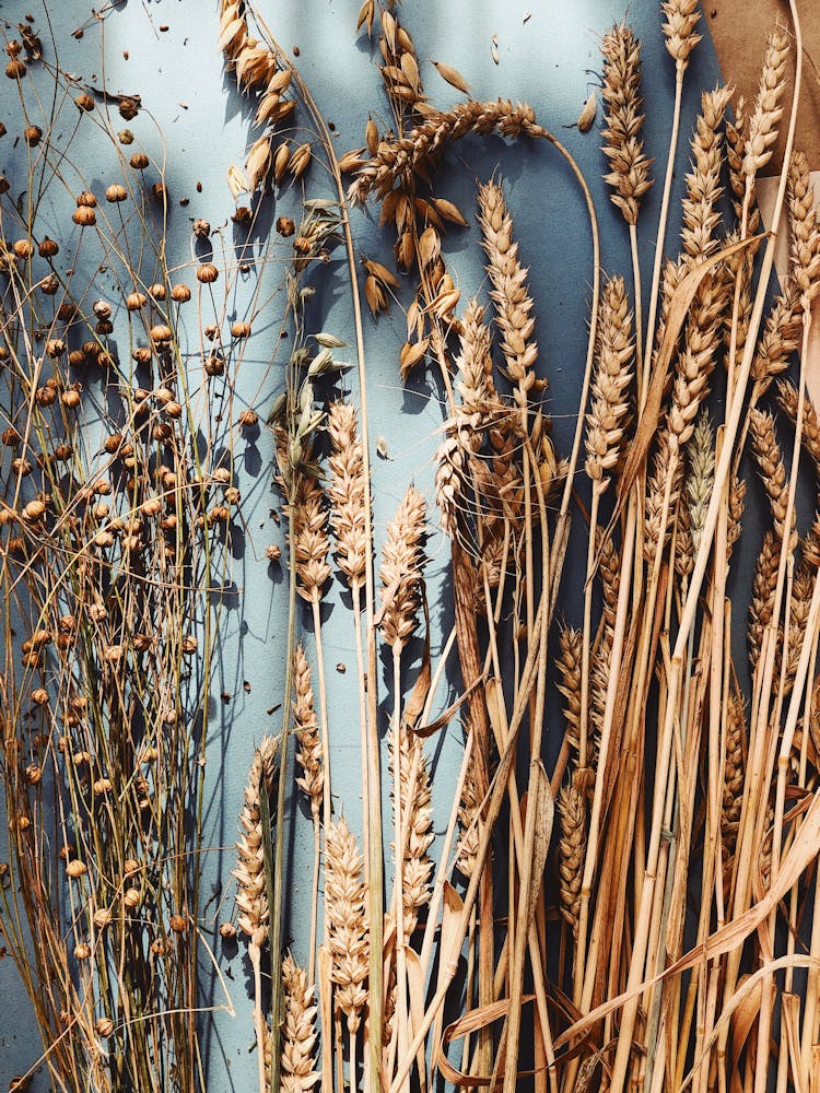 Dried Wheat Grass And Flowers On Gray Surface