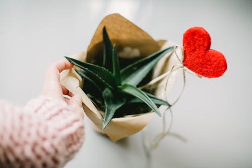 aloe vera for hiding love bite