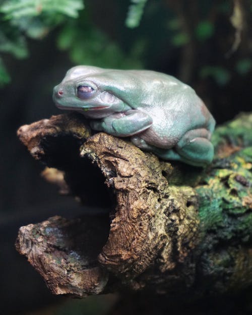 A Close-Up Shot of a Frog 