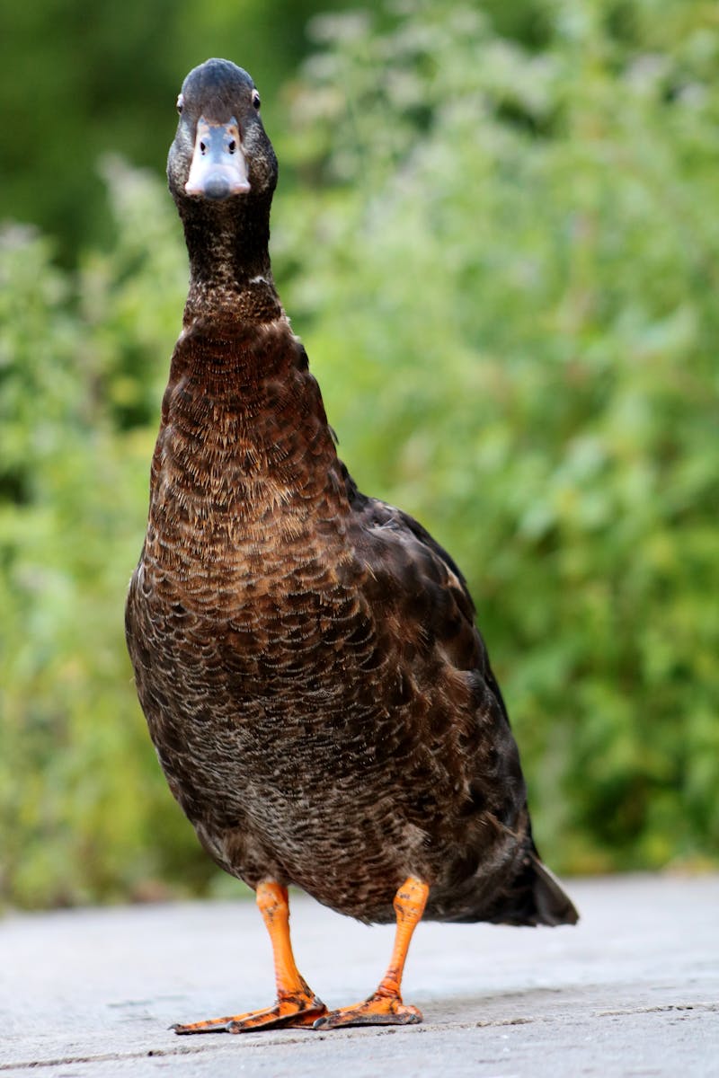 Lagos City-Wide Street Outreach