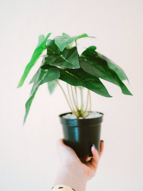 Free Close-Up Shot of a Person Holding a Potted Plant Stock Photo