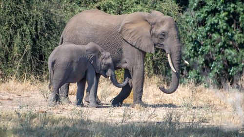 Free A mother and baby African elephant standing in the savannah. Captured in their natural habitat. Stock Photo
