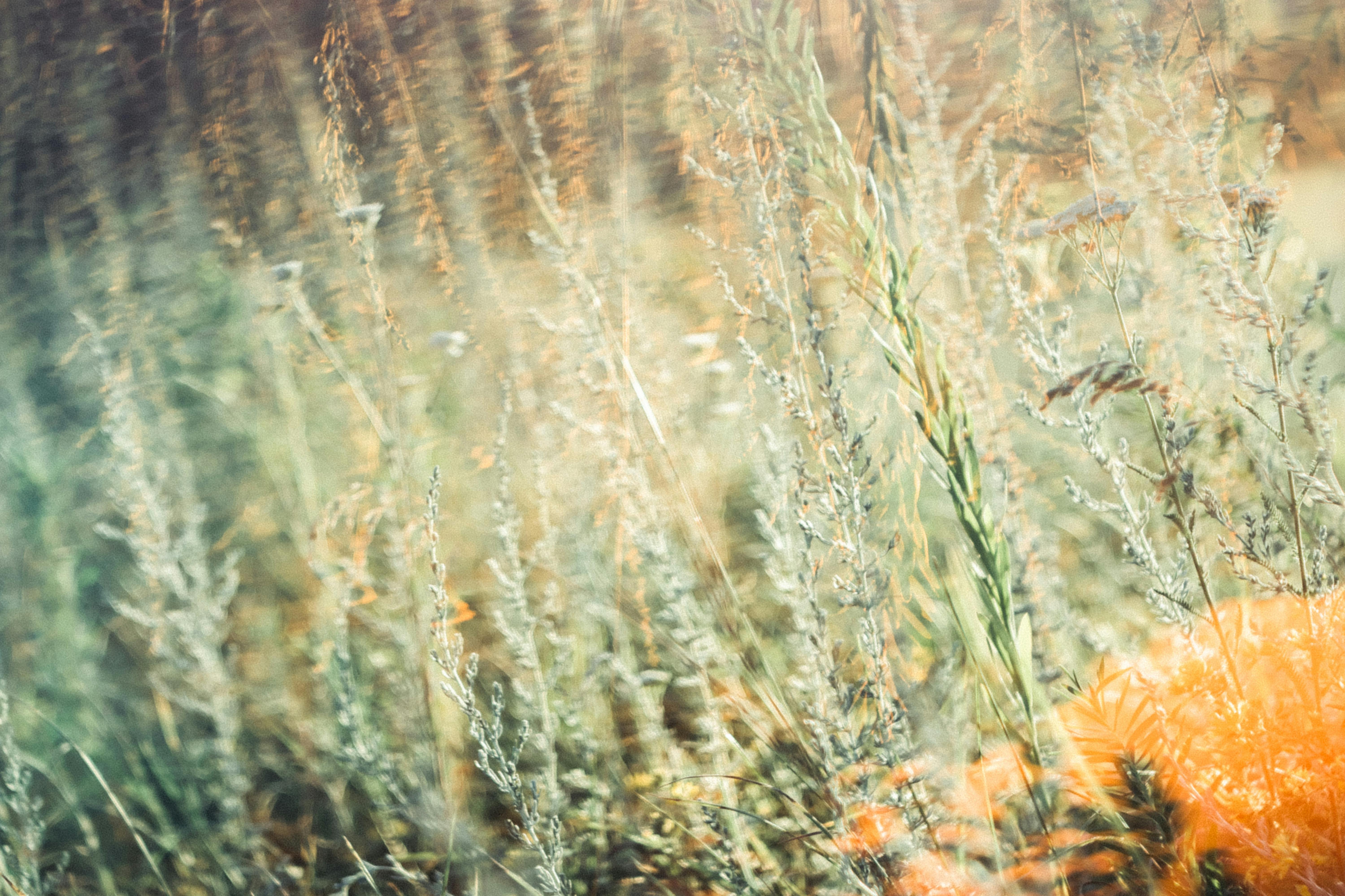 Dreamy close-up of grasses and wildflowers with a soft focus effect, evoking a peaceful natural scene.