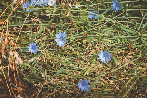 Kostnadsfria Kostnadsfri bild av blå blommor, blommig, blomning Stock foto