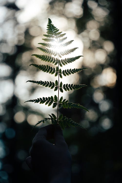 Close-Up Shot of a Person Holding a Fern Leaf