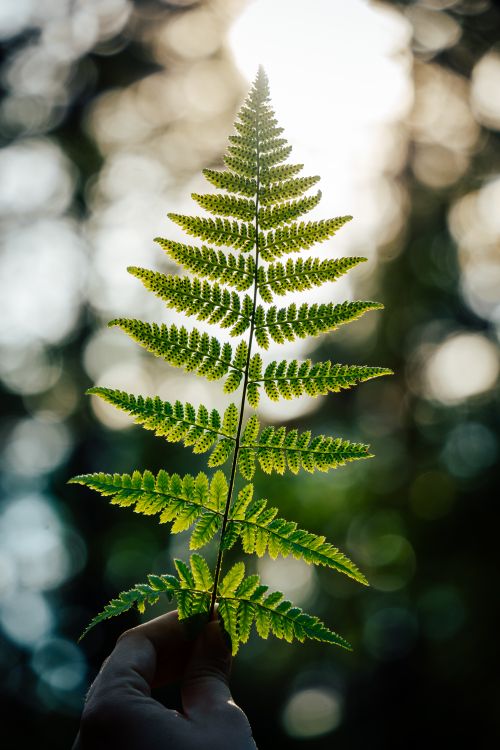 Free A vibrant green fern leaf held against a blurred sunlit background, showcasing nature's beauty. Stock Photo