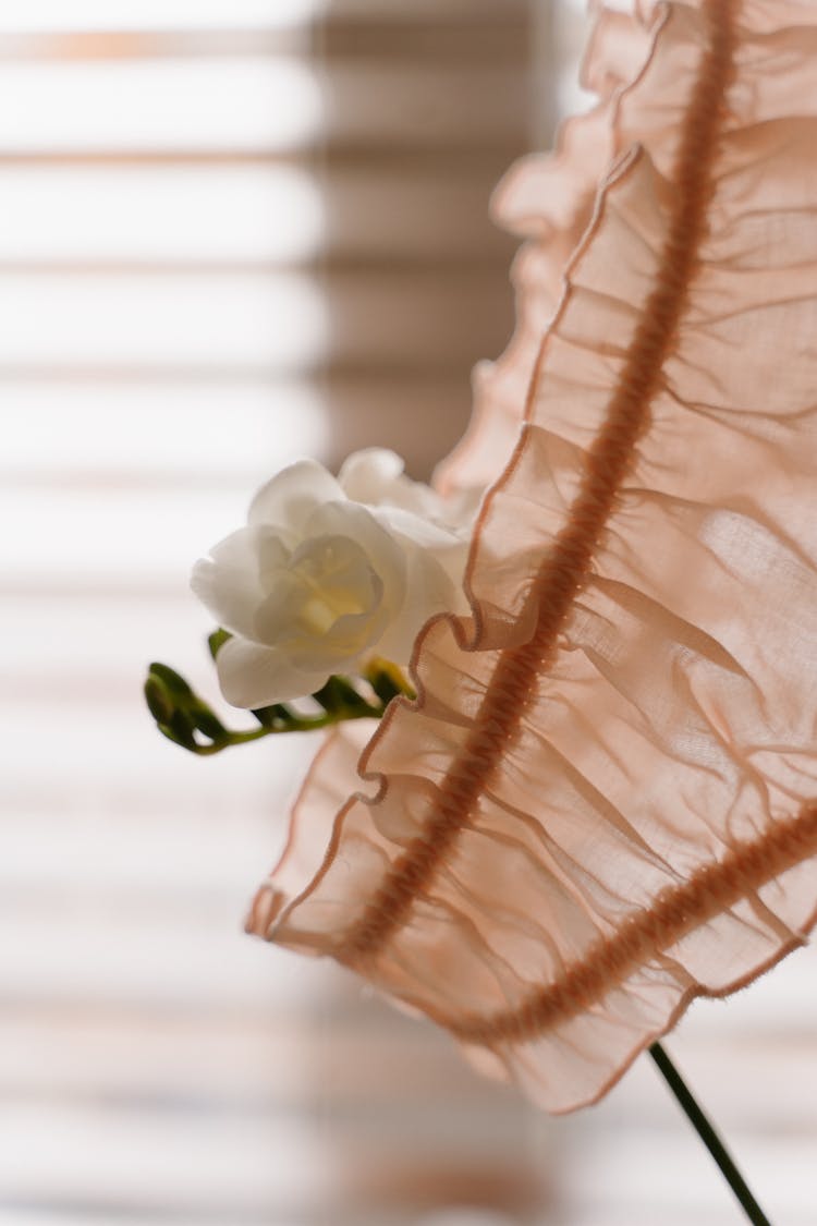 Close-Up Shot Of A Pink Undies