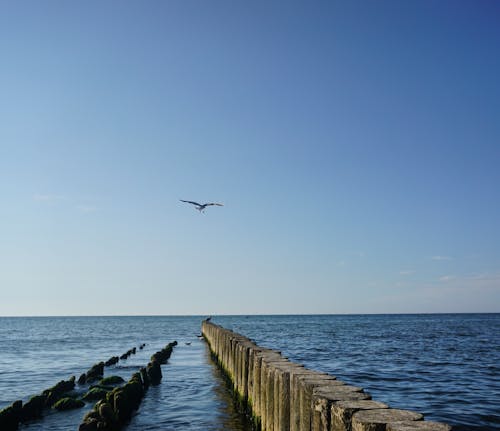 Free A Seagull Flying over the Ocean Stock Photo