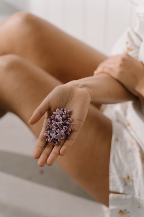 Free Gentle hand holding lilac flowers in a serene indoor setting. Stock Photo