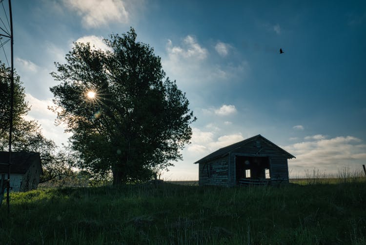 Empty Barn And Tree On Wind