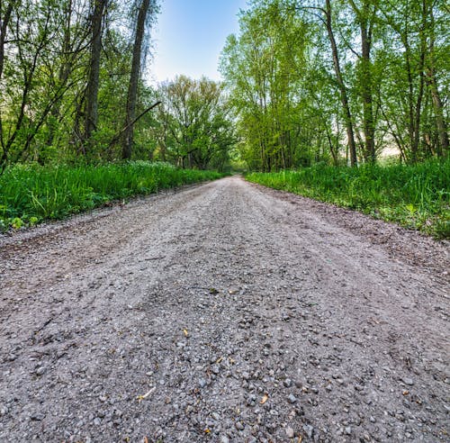 Imagine de stoc gratuită din asfalt, codru, drum