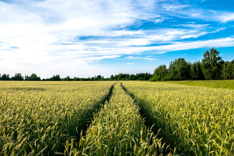 Tyre Traces On Rural Field