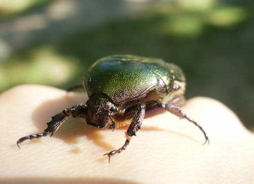 Cetonia Aurata on a Hand