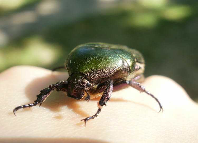 Cetonia Aurata On A Hand