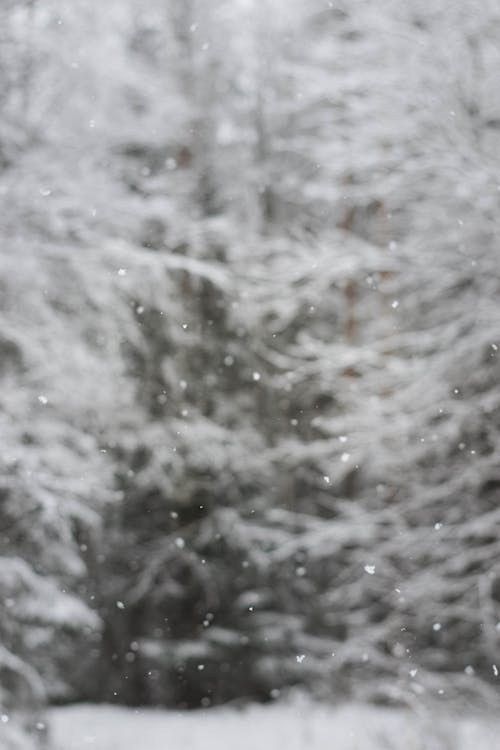 Free White Snow on Green Pine Tree Stock Photo