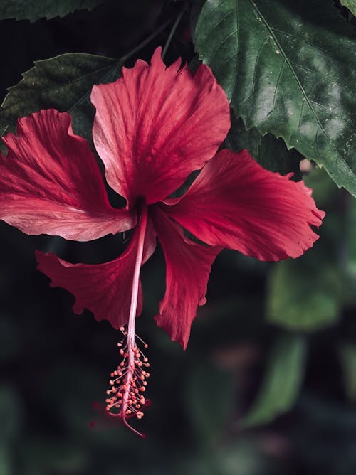 Kostenloses Stock Foto zu blühen, blume, blüte