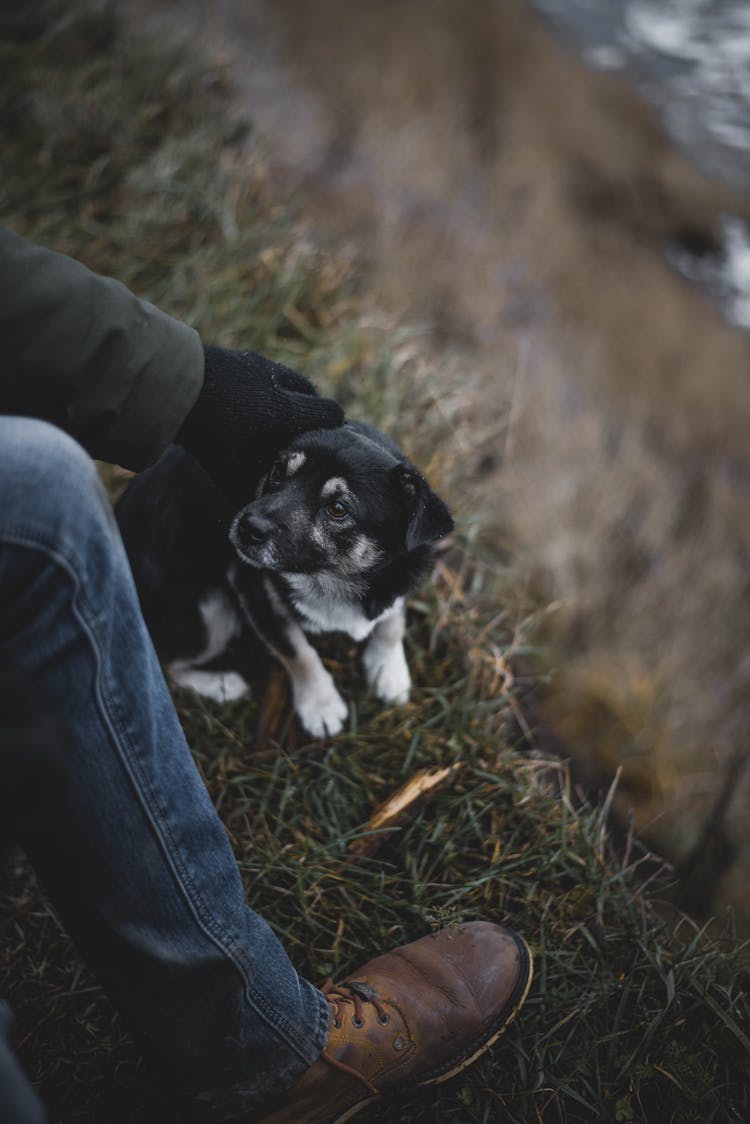 High-Angle Shot Of A Person's Hand Petting A Cute Black Puppy