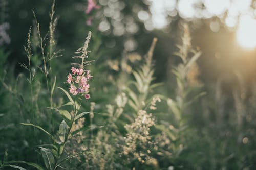 건초지, 꽃, 나무의 무료 스톡 사진