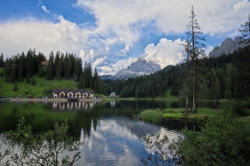 Dense Forest near Lake in Wild Landscape