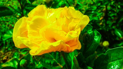 Бесплатное стоковое фото с желтый цветок