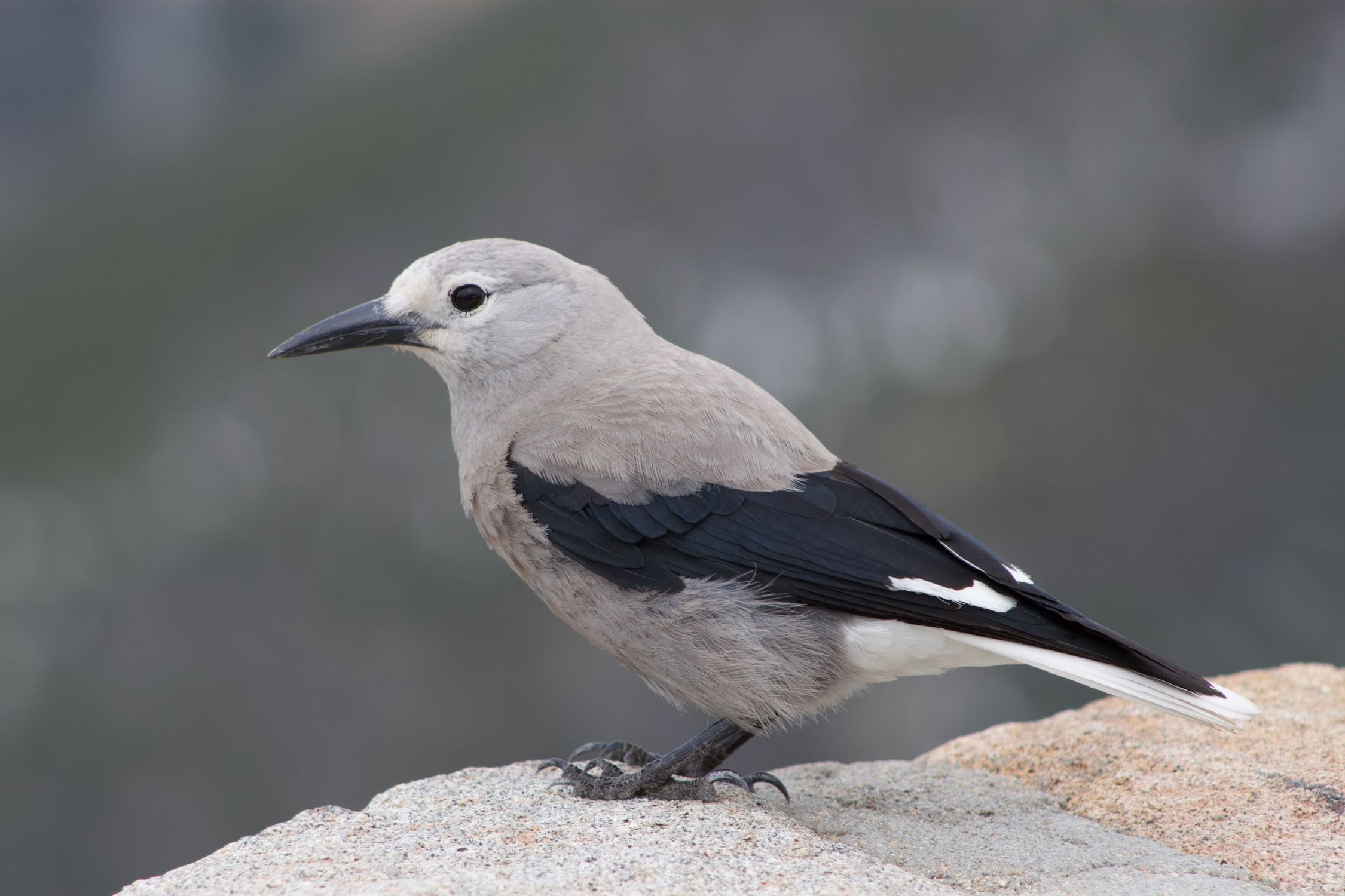 Shellcracker Bird Selective Focus Photo of a Nutcracker Bird on a Rock · Free Stock Photo