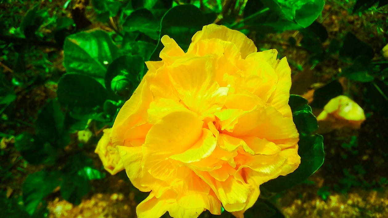 Free sarı çiçek anteni içeren Ücretsiz stok fotoğraf Stock Photo