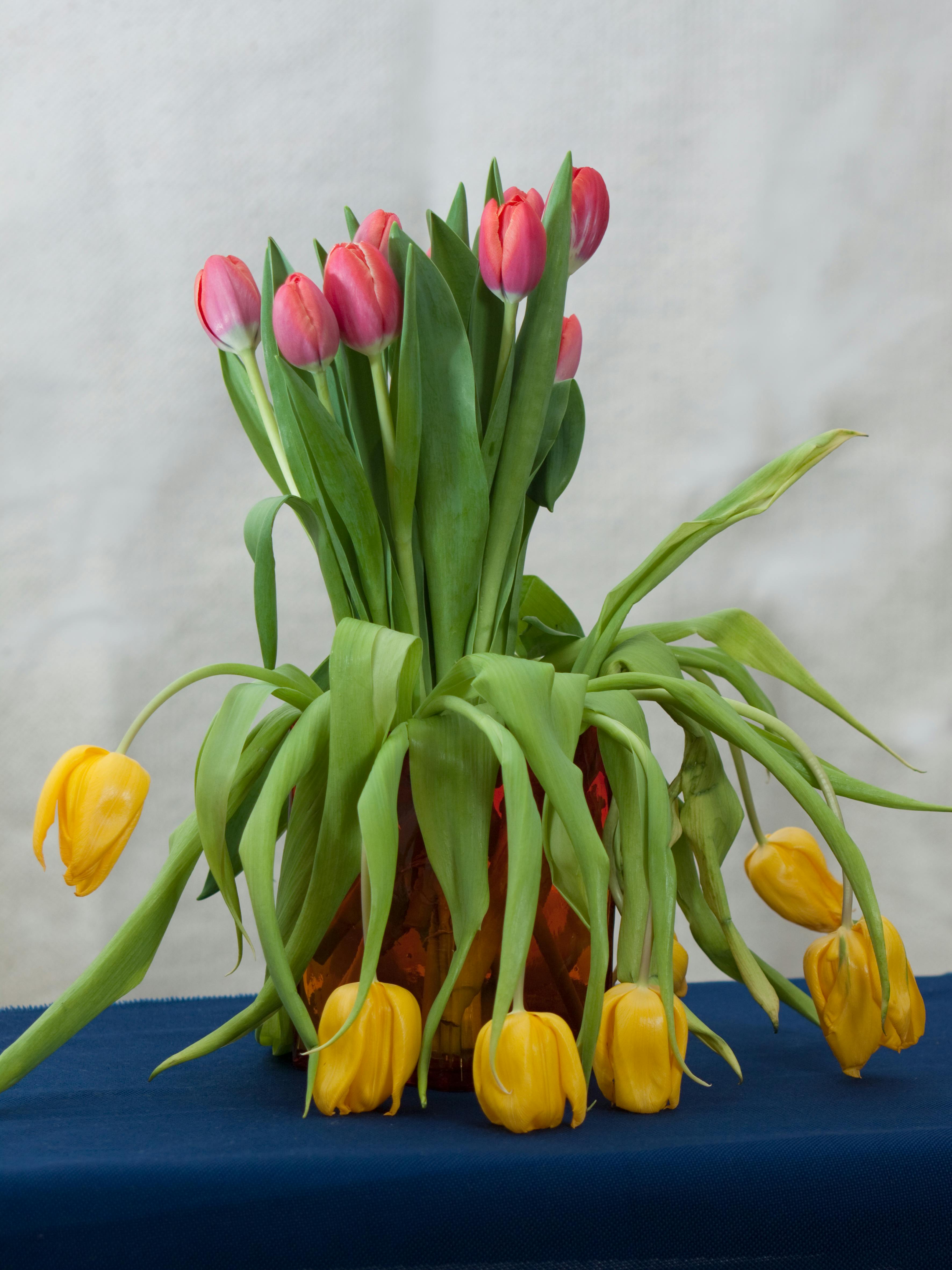Free stock photo of bunch of flowers, flowers, tulips