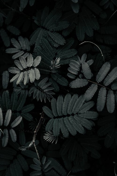 Top View of Plant with Lush Leaves