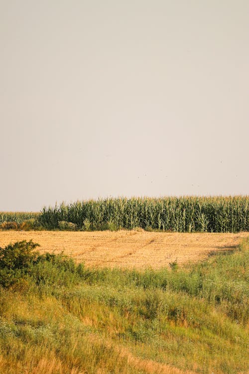 Бесплатное стоковое фото с вертикальный выстрел, за городом, кукуруза