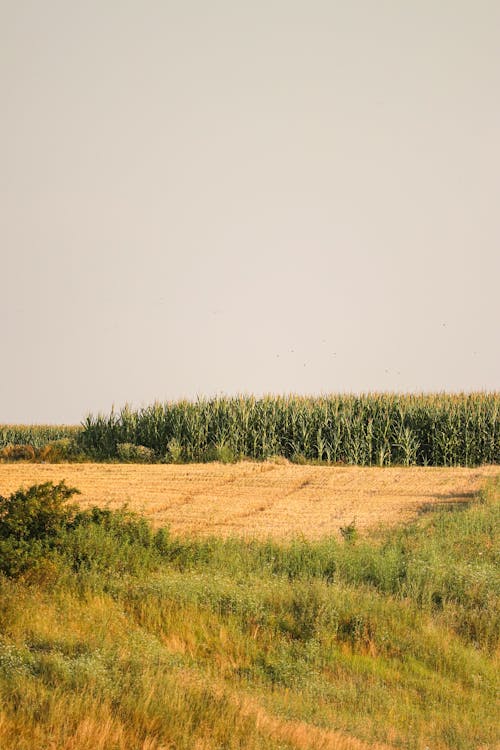 Бесплатное стоковое фото с вертикальный выстрел, за городом, кукуруза