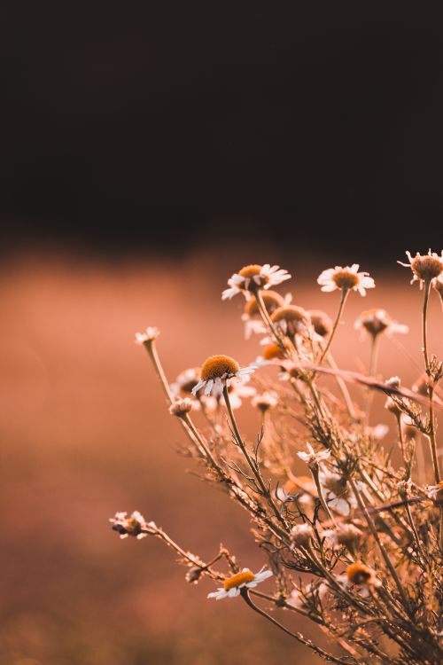 Free Artistic close-up of chamomile flowers in soft, golden light with a blurred background. Stock Photo