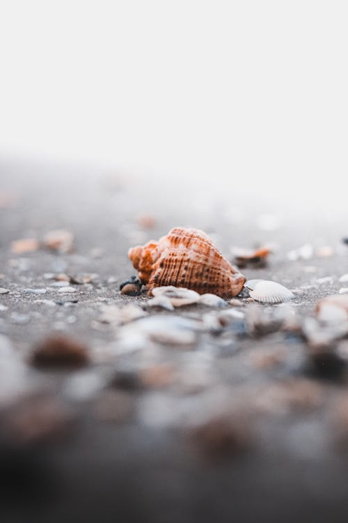 Brown and White Seashells on Gray Sand