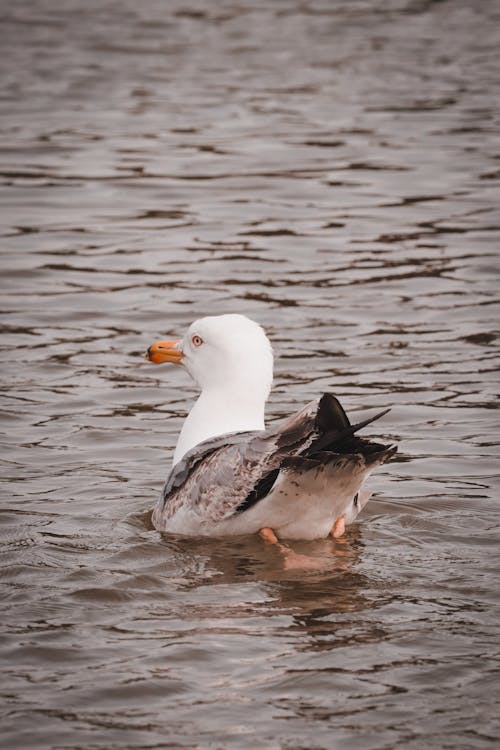 A Duck on Water