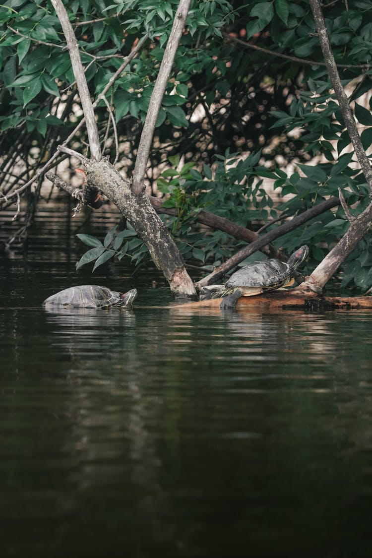 Gray Turtle On Water Near Tree