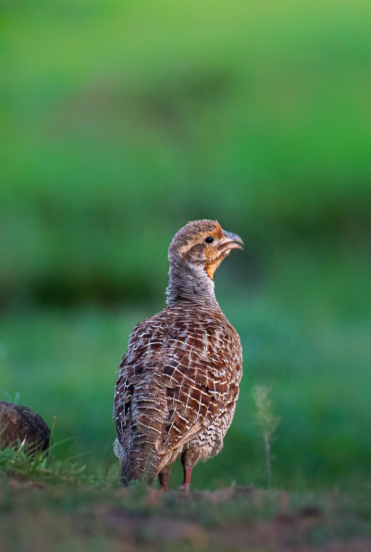 Grey Francolin On Grass