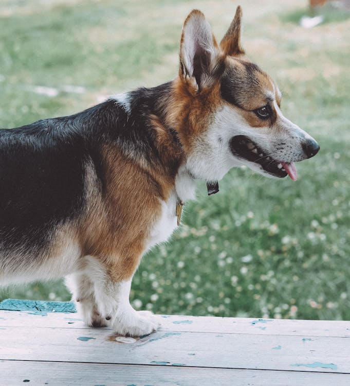 Darmowe zdjęcie z galerii z corgi, czystej krwi, fotografia psów