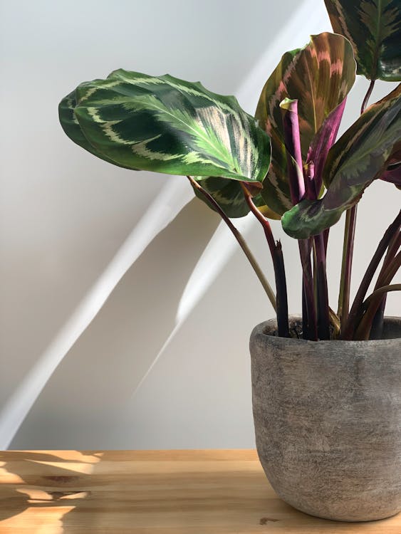 A calathea in a gray pot on a wooden surface